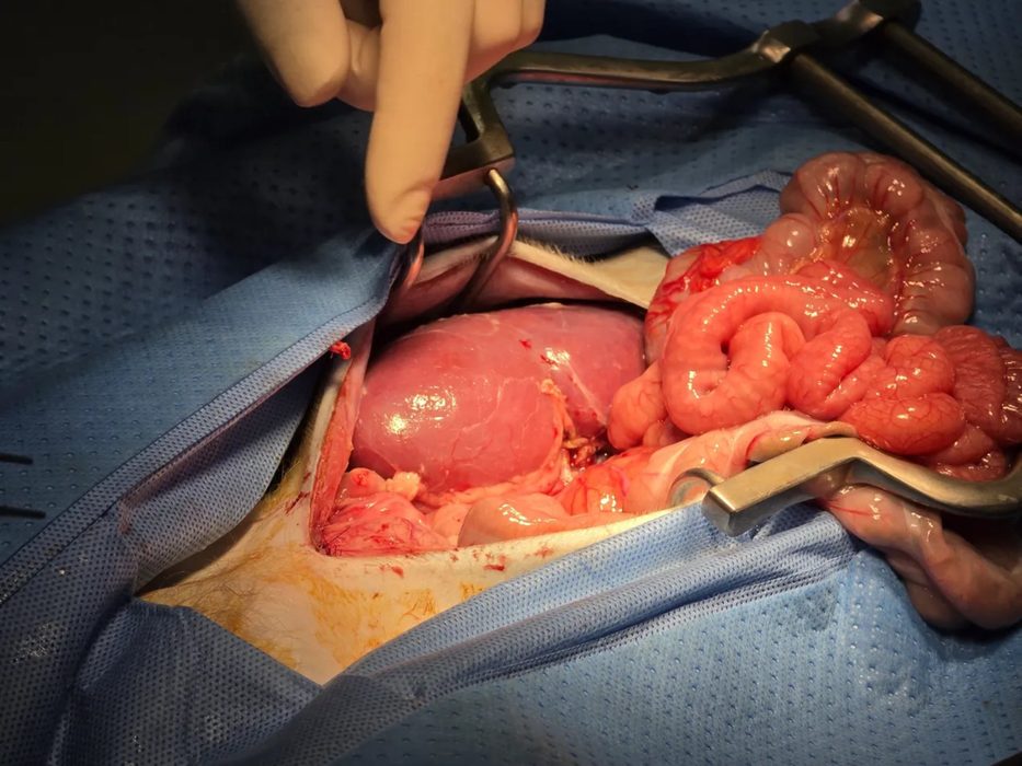 Porcine kidney NHP xenotransplantation surgical procedure